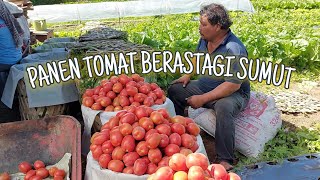 Panen Tomat lagi..... Di KOTA SEJUK BERASTAGI