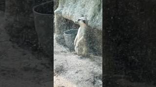 Hewan ini bisa berdiri , meerkat atau garangan #shorts #shortvideo #cute #shortsfeed