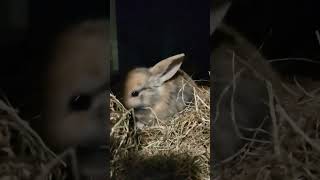 Baby bunnies by night 😍