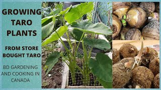 Growing Taro Root Plant From Grocery Store Taro, Start#Grow Taro In Pot#Growing Taro In Cold Climate