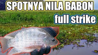 Mancing Ikan Nila Babon Tepat Di Sarang Ikan Nila