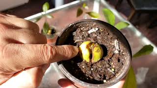 How to, Learn to grow avocados, from seed to treat in less than 15 minutes.