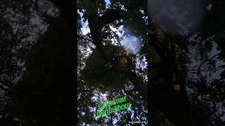 bow hunting from all angles!! A self filmers dream camera #lonebowhunter™️ #insta360X3 #lwcgfix