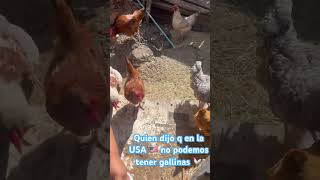 Q bonito es criar gallinas como El Salvador 🇸🇻 #salvadorenos #humor #salvadoreno #gallinas