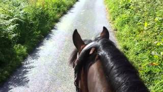 FOR SALE. 4 year old Welsh Cob Mare