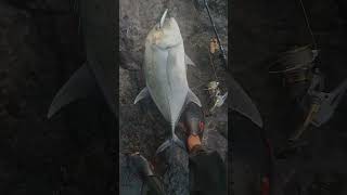 MANCING GIANT TREVALLY HASILNYA MANTAAPPPP #gianttrevally #poppingfishing #castingfishing #shorts