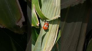 Ladybug Love 🐞😍 #love #ladybug #insects #nature #fyp