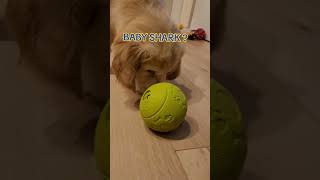 Golden Retriever i piłka na smaczki #goldenretriever #dog #puppy