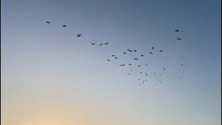 Fascinating dance of birds at sunset