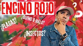 Encino Rojo: Plagas, Enfermedades, Nutrición y Información General