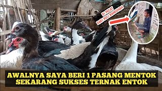 SUKSES TERNAK MENTOK || BERAWAL DARI SATU PASANG