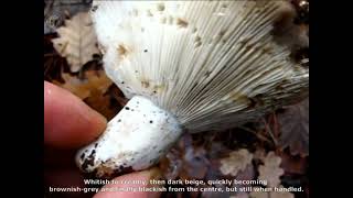 Russula densifolia. Champimaginatis. English Text.