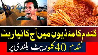 Wheat Rate in Pakistan today 2023|gandam price in pakistan 2023| gadam rate