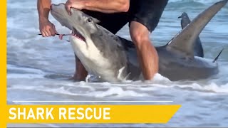 Rescuing whale sharks from danger and giving them a new chance at life | Animal rescue compilation