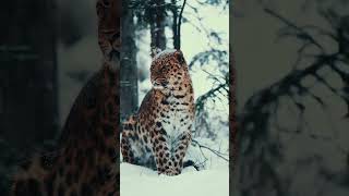 endangered Amur leopard 🐆