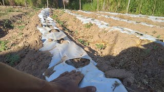 E AGORA VOU TIRAR O MULCHING OU NÃO PARA REPLANTAR O PIMENTÃO?