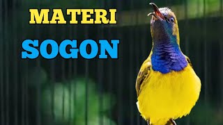 SOGON MATERI❗❗ PANCINGAN DAN MASTERAN SOGON MATERIAN