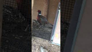 Pheasant calls  Faisan cantando