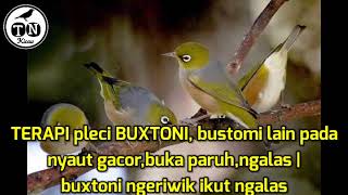 TERAPI pleci BUXTONI, bustomi lain pada nyaut gacor,buka paruh,ngalas | buxtoni ngeriwik ikut ngalas