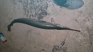 night fishing ohio river 30inch (GAR)!!! 8-17-19