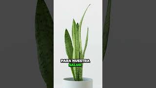 ¡Increíble! Estas plantas purifican el aire y te ayudan a respirar mejor 😮🍃