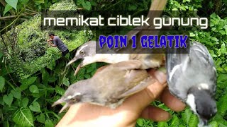 MEMIKAT CIBLEK GUNUNG