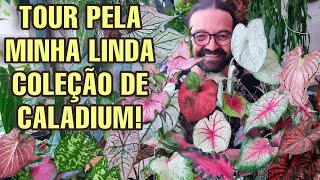 TOUR PELA MINHA COLEÇÃO DE CALADIUM - Tinhorão - Plantas raras - Jardim - como cultivar