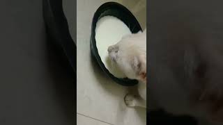 paripoyi vacchina pilli#cat#funny#comedy#shorts#ytshorts#viral#trending#catslover#funnycats#india