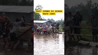 PACU JAWI (STORY) DETIK DETIK SAPI JUMBO DI LEPAS #pacujawi #tradisiminang #minangkabau #viral