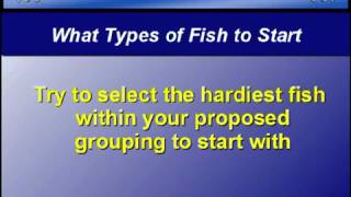 Aquarium Set-Up Tip - 8 - Selecting fish to start