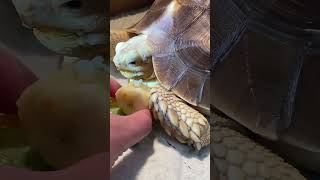 Torty the Tortoise eating banana