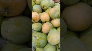 PANEN MANGGA DAGING #shortvideo #shorts #short