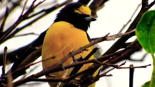 FIM-FIM, (Euphonia chlorotica) vim-vim, fi-fi-verdadeiro, vem-vem, guriatã-de-coleira, gaturamo