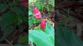 Beehive ginger plant: Nature's shampoo #catchandfeastcrew #subscribe #shorts