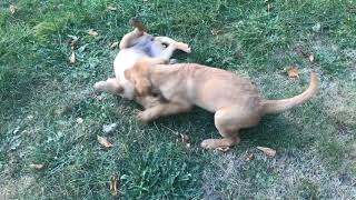 Butterscotch and Bear - 11 week old Playful Goldador Siblings