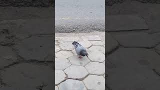 Roaming Bird #birds #bird #pigeon