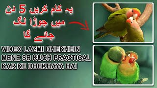 Lovebird Ka Pair Nahi Ban Raha Ye Tariqa Azmayen 5 din me Pair Ban jayga 100% | AA BIRDS INFORMATION