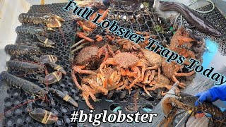 Lobster Fishing                               (dont miss this one)