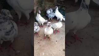 kabootar sale #shorts #viral #pigeon #nafeespigeon