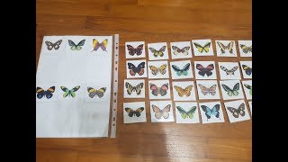 Visual discrimination activity -matching butterflies