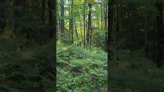 Creepy Woods