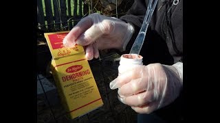 Applying Dehorning Paste On A New Calf