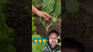 Transplant #farmya #subscribe #monetize #share #vegetables #hardworking #kisaan #agricultre #shokrts