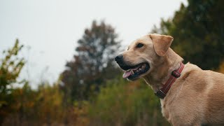 Nestlé Purina "Safety"