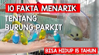 10 Fakta Menarik Tentang Burung Parkit