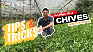 TIPS & TRICKS: Mastering Cultivation Technique of Chives in Malaysia!