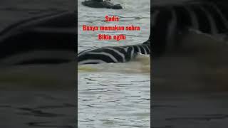 yg gak kuat jangan nonton, buaya ganas dan sadis