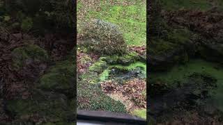 Birds bathing in front garden rockery pool