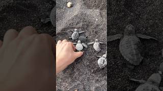 Saving Baby Turtles from the Beach | Ocean Rescue Mission #shorts