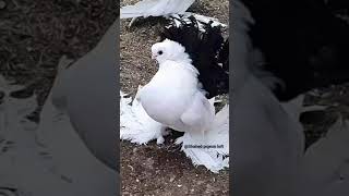 lokkha female awesome attitude.🕊️💕 #kobutor #Shahed_pigeon_loft #viral #কবুতর_খামার